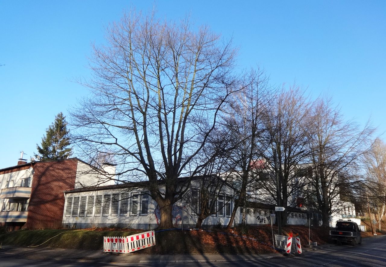 Viele Bäume bei der ehemaligen Kreishandwerkerschaft können nach Einsatz der SPD erhalten werden.