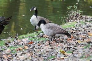 Auf Grundlage des Gänsegutachtens soll die Gänsepopulation in Bochum reduziert werden.