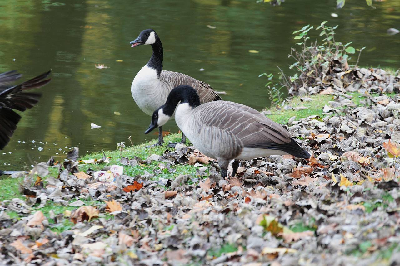Auf Grundlage des Gänsegutachtens soll die Gänsepopulation in Bochum reduziert werden.
